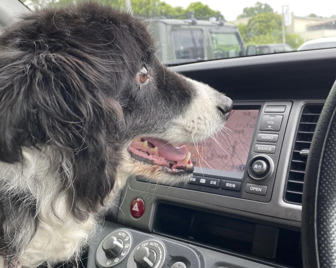 border collie