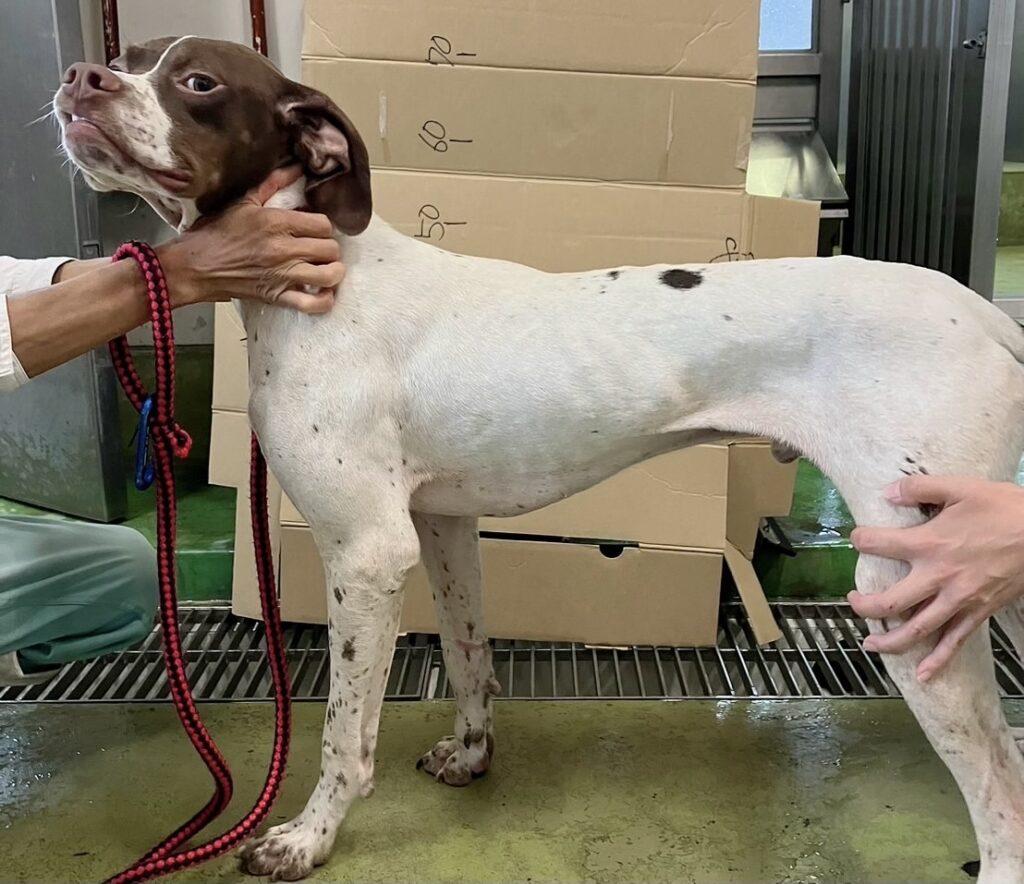 english pointer